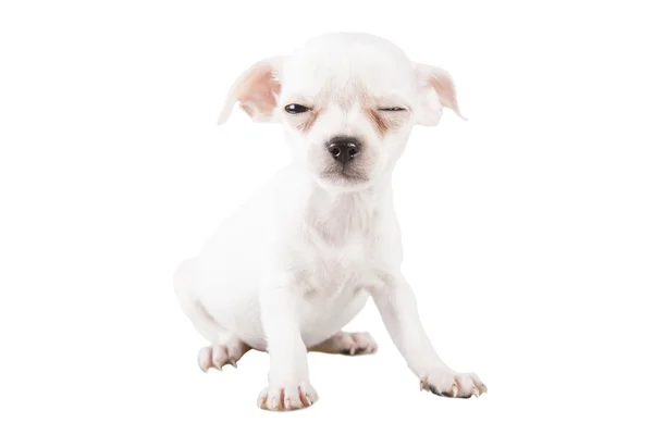 Dissatisfied puppys chihuahua Royalty Free Stock Images