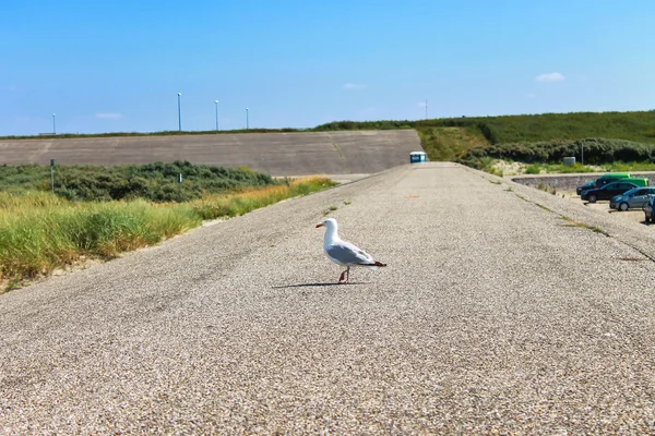 Racek na písečné mohyly nedaleko pláže. Nizozemsko — Stock fotografie