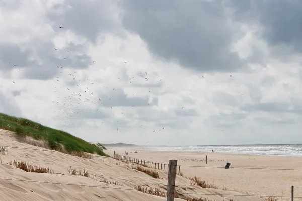 Spiaggia estiva nei Paesi Bassi — Foto Stock