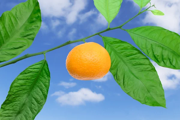 Tangerine på en gren mot himlen — Stockfoto