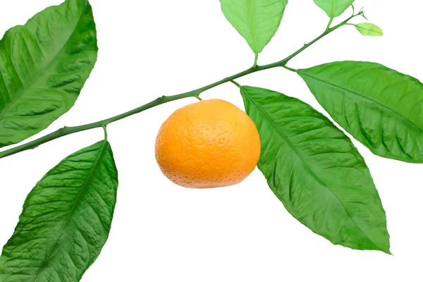 Tangerine på en gren på en vit bakgrund — Stockfoto