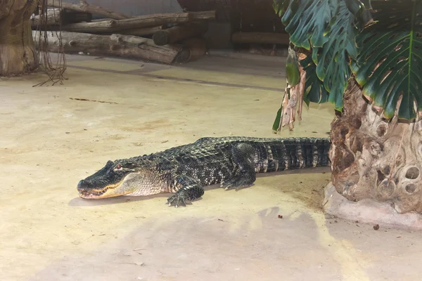 Crocodile in the aviary on the farm — Stock Photo, Image