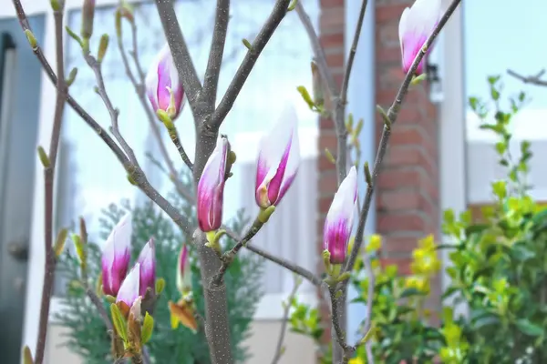 Blooming magnolia in a spring garden — Stock Photo, Image