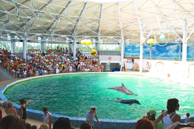 dolphinarium eupatorium gösterimi izleyicilere. Ukr
