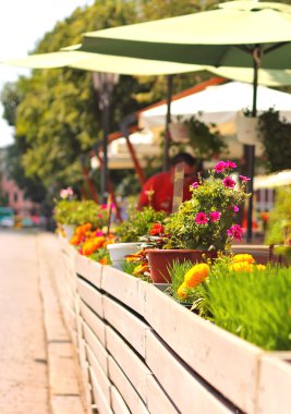 kasaba yol kenarında kafe yakınındaki yaz çiçek