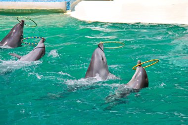 Yunuslar Yüzüklerin su gösteri twist.