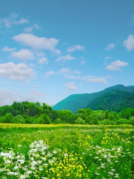 Primavera pradera floreciente en el telón de fondo de las montañas —  Fotos de Stock