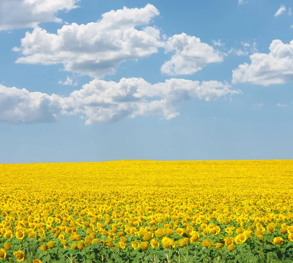 Girassol no campo de verão contra o céu azul nublado — Fotografia de Stock