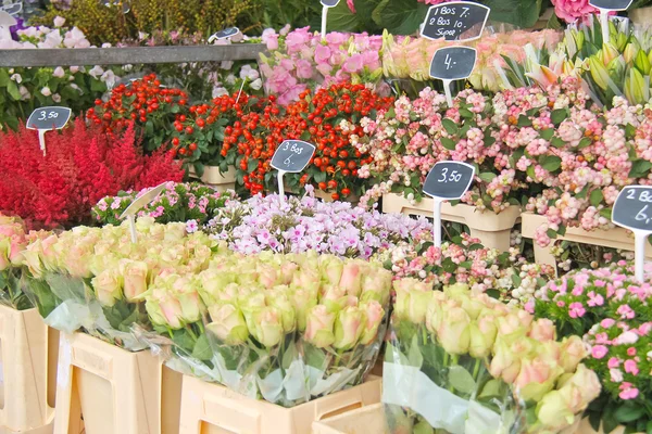 Flores para venda em um mercado de flores holandês, Países Baixos — Fotografia de Stock