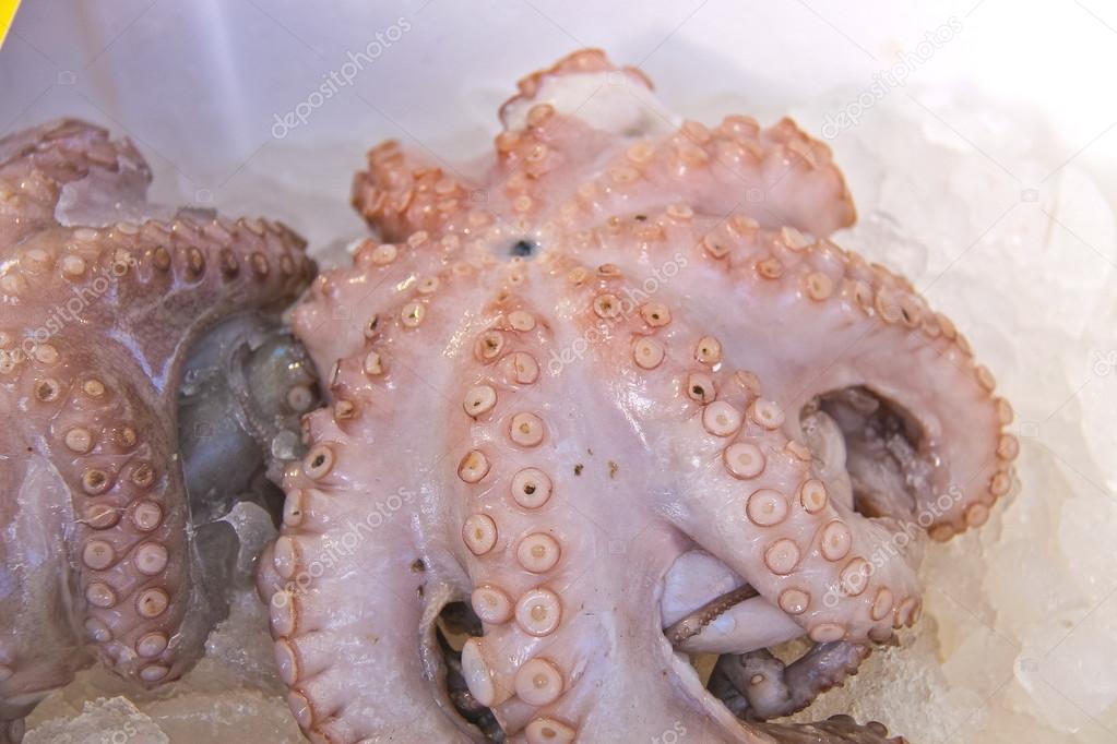 Sales of fresh octopus on the market