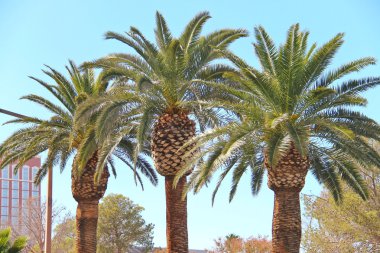 las vegas sokaklarında palmiye ağaçları. Nevada