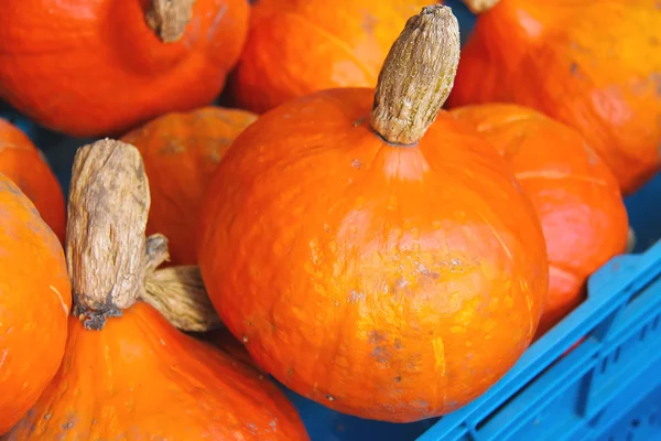 Pumpkin sale on the Dutch market — Stock Photo, Image