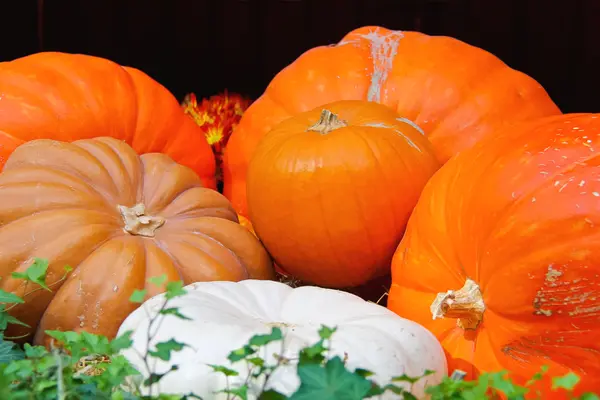 Autumn harvest of pumpkins — Stock Photo, Image