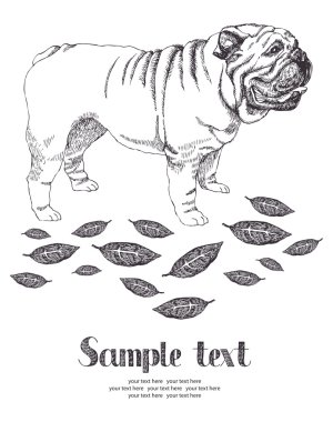 Bulldog kartı