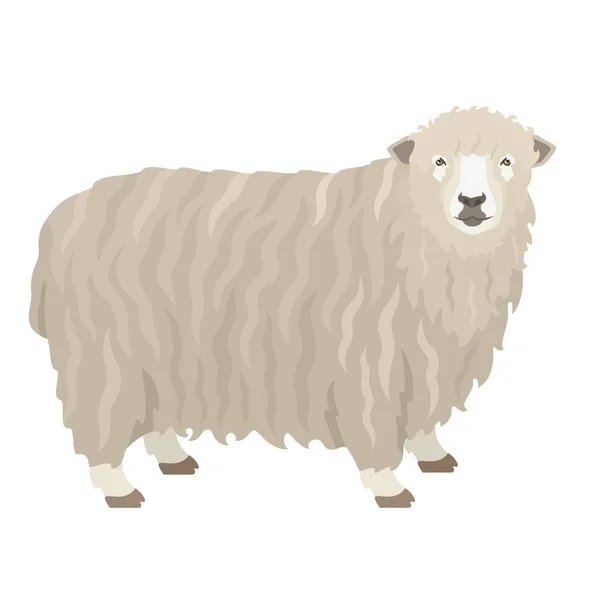Lincoln Sheep Farm Animals Flat Vector Illustration Set Oggetti Isolati — Vettoriale Stock