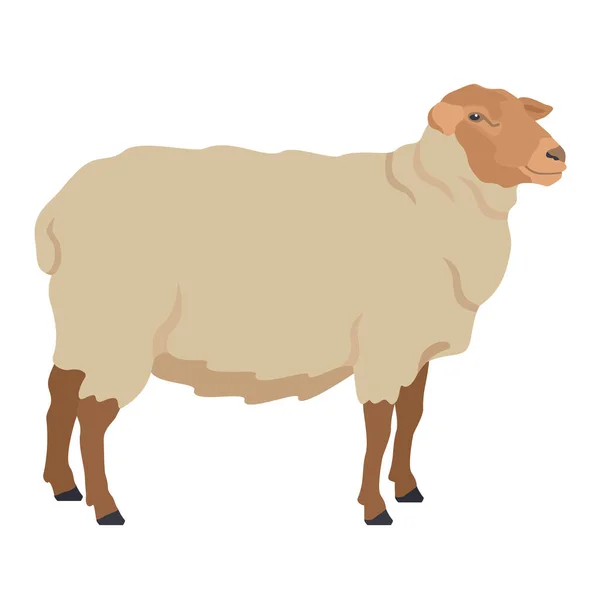 Sheep Breeds Coburger Fuchsschaf Farm Animals Flat Vector Illustration Isolated — Stock Vector