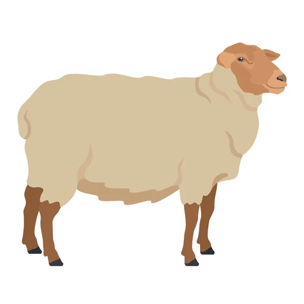 Razze Ovine Coburger Fuchsschaf Animali Fattoria Piatto Vettore Illustrazione Isolato — Vettoriale Stock