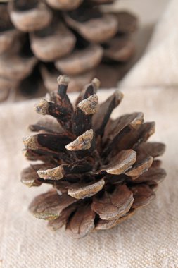 çam kozalağı