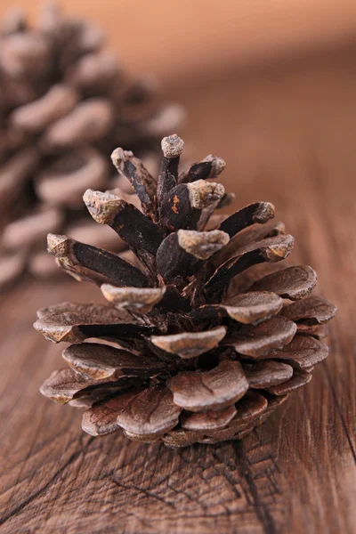 Pine cone — Stock Photo, Image