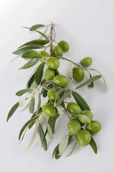 Gałąź oliwek zielonych — Zdjęcie stockowe