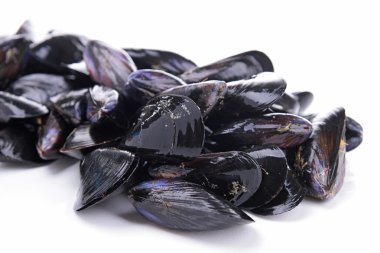 Isolated mussels clipart
