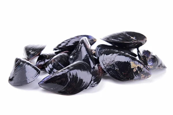 Isolerade mussla — Stockfoto