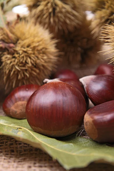 Close up on chestnut — Stock Photo, Image