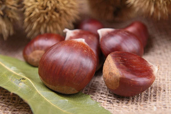 Chestnut — Stock Photo, Image