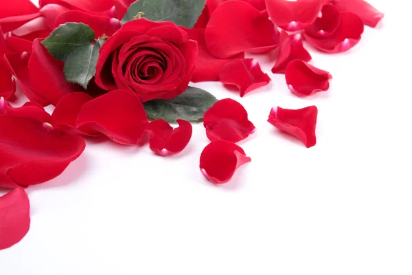 Red petal — Stock Photo, Image