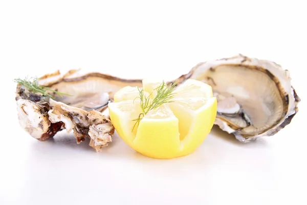 Ізольована oyster — стокове фото