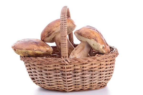 Eetbare paddenstoel — Stockfoto