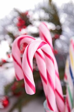 Noel şeker kamışı