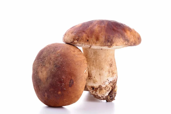 Isolated raw mushroom — Stock Photo, Image
