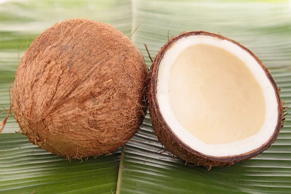 Coconut — Stock Photo, Image