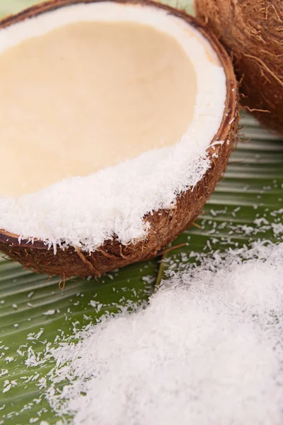 Coconut — Stock Photo, Image