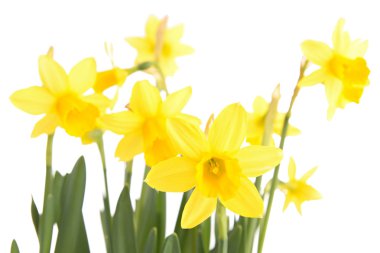 beyaz arkaplanda çiçek