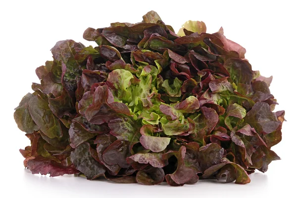 Isolated lettuce — Stock Photo, Image