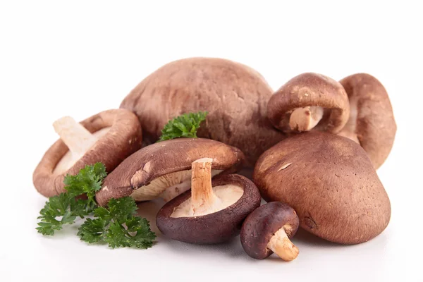 Cogumelos isolados — Fotografia de Stock