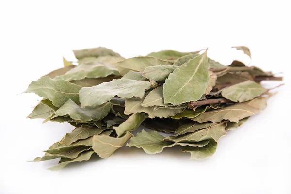 Bay leaf — Stock Photo, Image