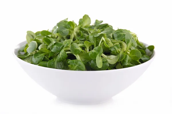 Insalata — Foto Stock