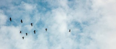 Gökyüzü arka planında kuş sürüsü, doğa serisi.
