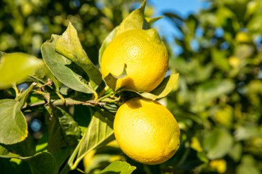 Ağaç dalında taze limon