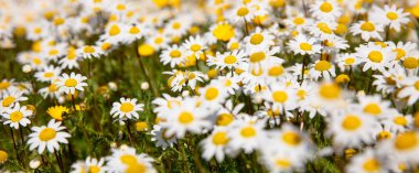 Pankart arka planda papatya çiçeği çayırda