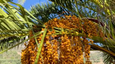 Hurma tomurcukları.