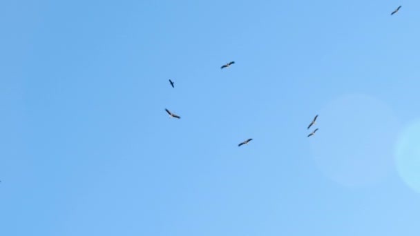 ptáci v letu - čápi na modré obloze