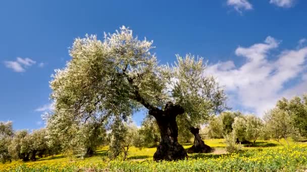 Oliventræ Grøn Eng Blå Himmel – Stock-video