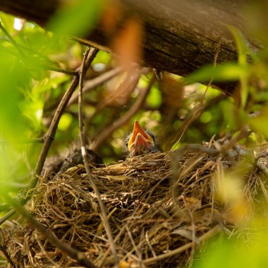 Yuvadaki aç yavru kuşlar