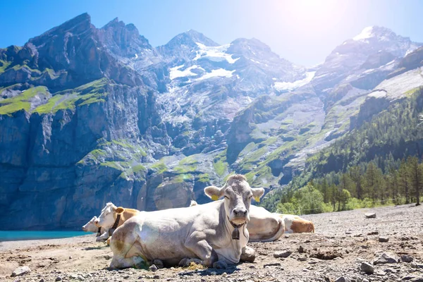 Beautiful Cows Alps — Photo