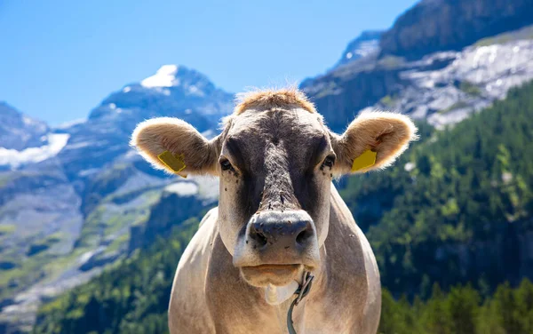 beautiful cows in alps