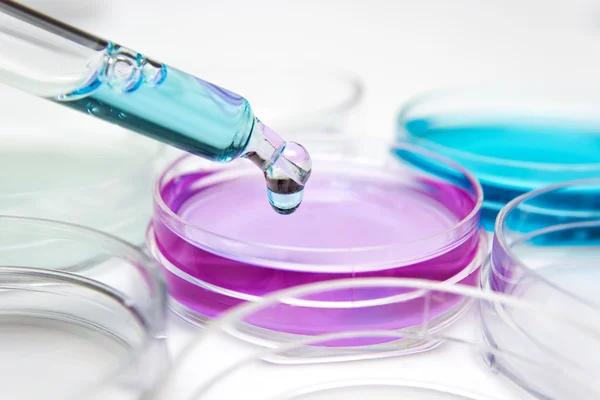 Pipette avec goutte de liquide de couleur et boîtes de Pétri — Photo